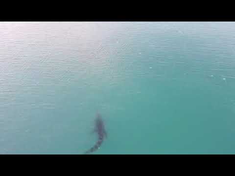 Gunyangara bäru, NT.