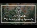 Holy Basil The Sacred Herb Of Ayurveda