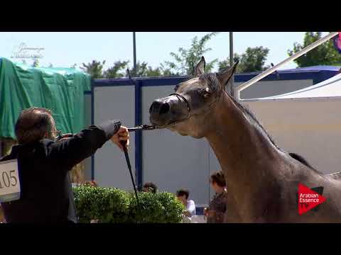 N.105 RAJA DE PIGALL - Bergamo 2017 - Egyptian Event Fillies (Class B)