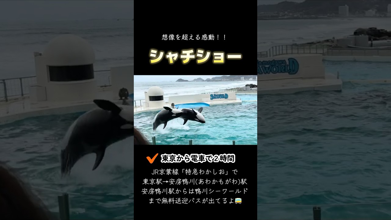 【鴨川シーワールド】シャチショーが凄すぎた！迫力満点のオルカパフォーマンス　🇯🇵 Kamogawa Sea World Orca Performance