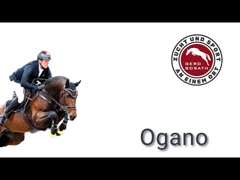 Ogano *2012 by Ogano Sitte x Diarado and his offspring