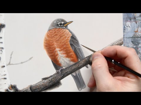 American Robin | Acrylic Painting