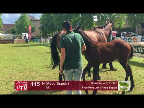 Sprinter Sacré Show 2018 : Lot 115 - N (Avec Espoir)