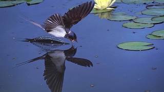 💖💖  Nana Mouskouri 💖  La Golondrina 💖💖