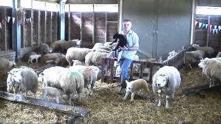 Lammetjesdag  De Schaapskooi 2014