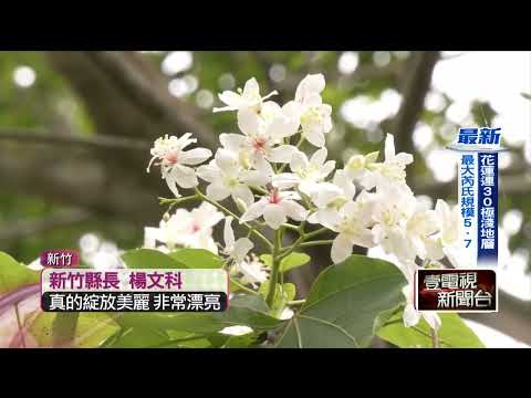 五月桐花雪飄揚　竹縣「桐聚時光村」活動登場