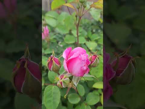 David Austin Mary rose-second year