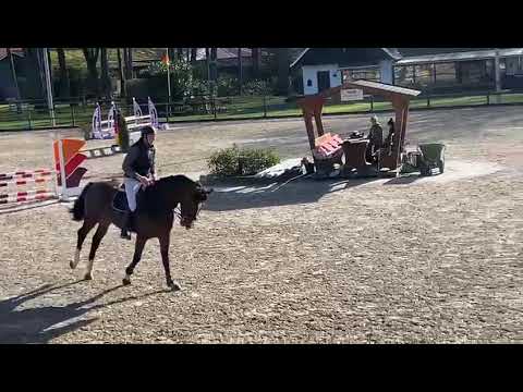 4yo stallion by Ogano Sitte