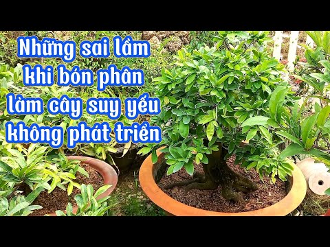 Những sai lầm khi bón phân làm cây mai không phát triển mà suy yếu chết dần