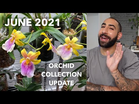 June 2021 Orchid Collection Update
