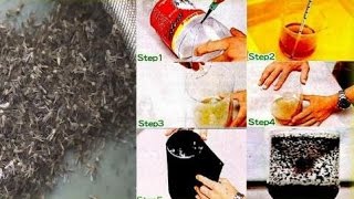 Download lagu 5 Cara Membuat Perangkap Nyamuk Dari Botol Bekas mp3