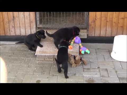 Litter "I" Zde-Sko - 4,5 weeks