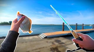 The Easiest Fish To Catch - Catch, Clean, Cook (scup/porgy)