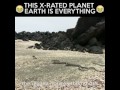 X Rated David Attenborough IGUANA VS SNAKES