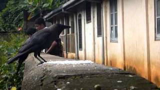 preview picture of video 'Sri Lanka,ශ්‍රී ලංකා,Ceylon,Kandy:Raven eating rice offered by neighbours'