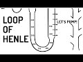 LOOP OF HENLE Explained
