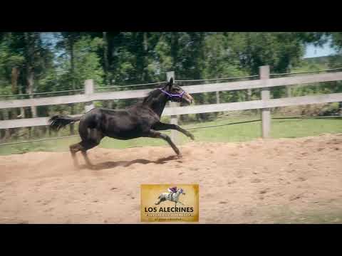 LOTE14 Penquero Carver Mr