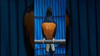 Download lagu Murai batu gacor COCOK UNTUK MEMANCING BIRAHI LANGSUNG NYAUT mp3