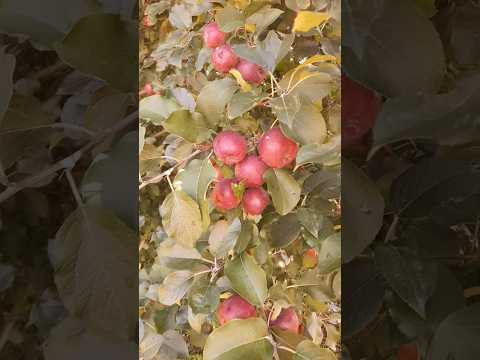 Maçã 🍎 🍏 🍎! em São Joaquim Santa catarina #vidanarroça