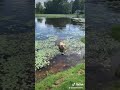 Dog Gagging in Lake (Original TikTok)