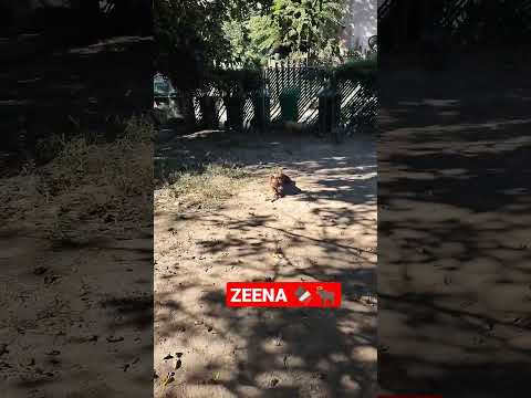 ZEENA LUV 🍫🐂#americanbullies #ukc #chocolate #chocolatelover #stick #jid #pocketbully #luv #dmv