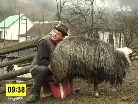 Kołoczawa — Wideo