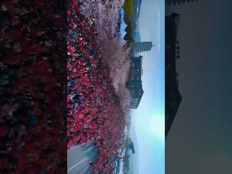 30th Gyeongju Cherry Blossom Marathon