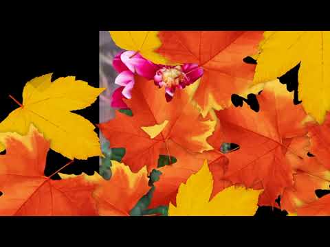 💐🌺Pretty Flowers Status Video🌸🌷