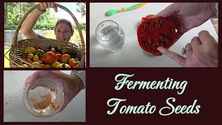 Harvesting and Fermenting Tomato Seeds