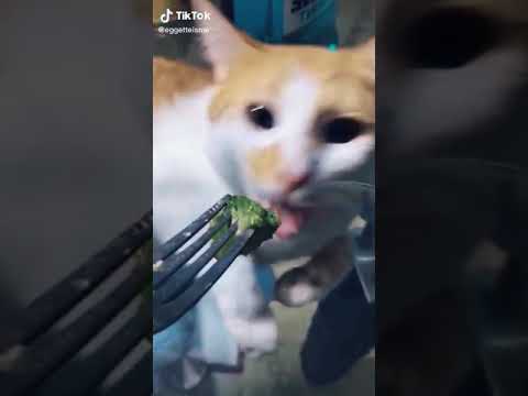 Cat hates broccoli