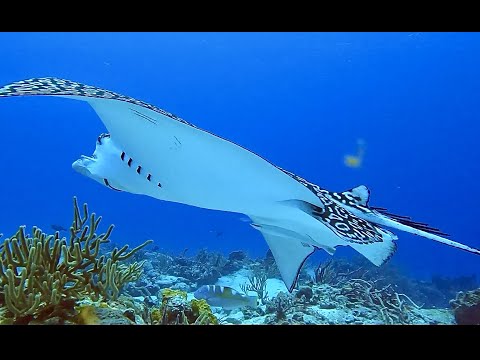 Scuba diving across the Caribbean  2022,  93 dives,  A  2 hour underwater relaxation video in 4K.