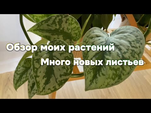 , title : 'Как изменились мои растения, обзор растений'