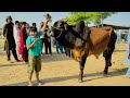 ALHAMDULILLAH Ali ko qurbani k leye Janwar pasand a gaya 😱 || Biggest Cow || Cow Mandi vlog ||