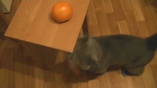 Guilty cat - Return of plants (Кошачий погром - возвращение зеленых)