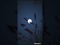 KITARO- MOONDANCE