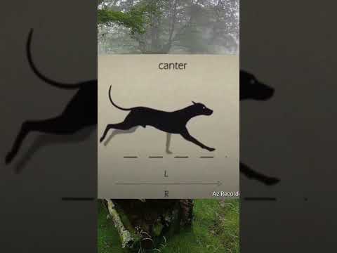 therian qads tutorial #therian #antizoo #cat #therianthropy #paws #quadrobics #tutorial #walk