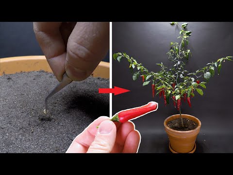 Growing PE**S PEPPER Time Lapse - 158 Days