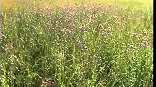 Together Now - The Yardbirds , 2011 video prod. by Tek