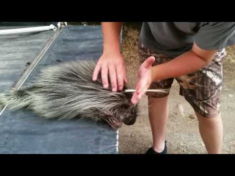 Removing guard hairs from porcupines