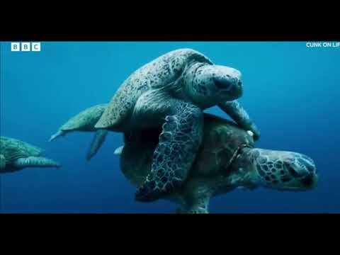 Трейлеры Канк о жизни