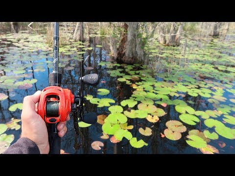 Catching MASSIVE Bass w/ Topwater FROGS (Bed Fishing)