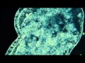 REST IN GALE - METHYLENE BLUE 