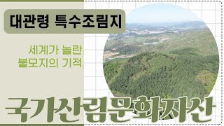 [#국가산림문화자산] 대관령 특수조림지