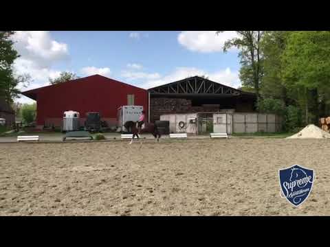 DA VINCI (2014 Gelding by Dauphin)