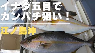 【イナダ五目釣り】相模湾江の島沖でカンパチ狙い！釣り方・エサ｜2025.9.23
