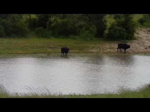 Djuma: Two African Buffalo and a Hippo - 09:56 - 01/20/22