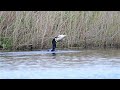 Cormorant Eating A Very Big Fish