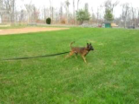 Bravo in the beginning