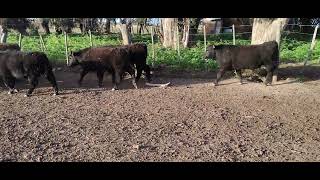 19 Terneros de 220 kg - Vittori Ercazti - Plaza Ganadera
