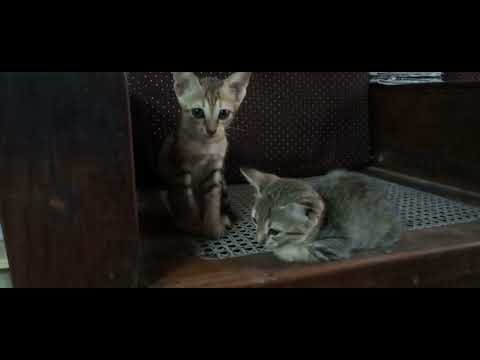 CATS TAKING REST IN RAINY SEASON | KAMALIKA'S LIFESTYLE | TAMIL